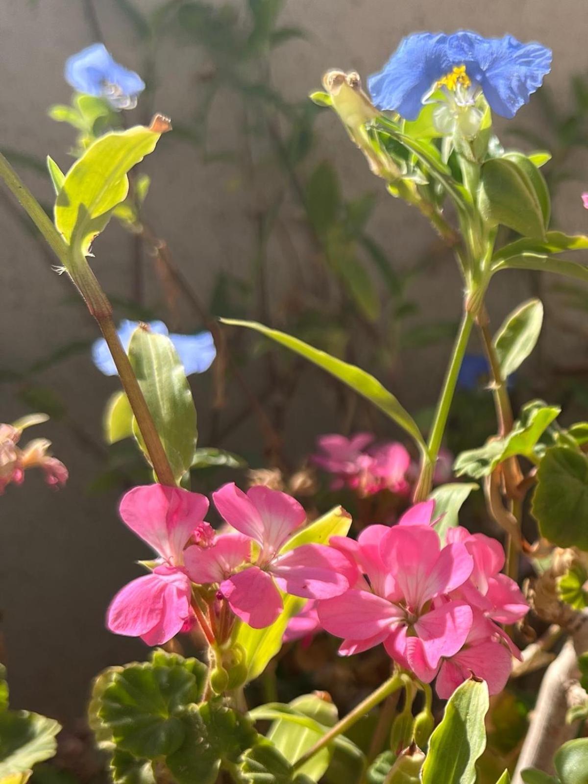 Nof Beresheet Villa Midreshet Ben Gurion Dış mekan fotoğraf